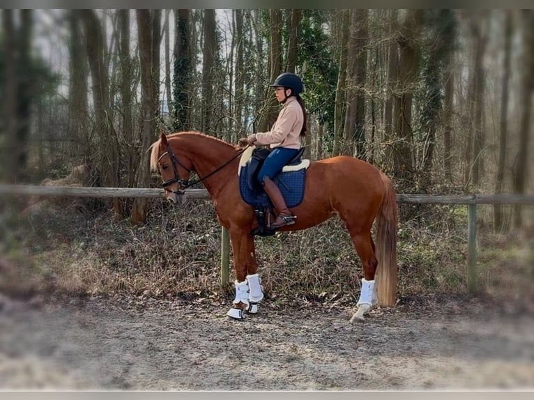 Pony tedesco Giumenta 12 Anni 154 cm Sauro in Köln