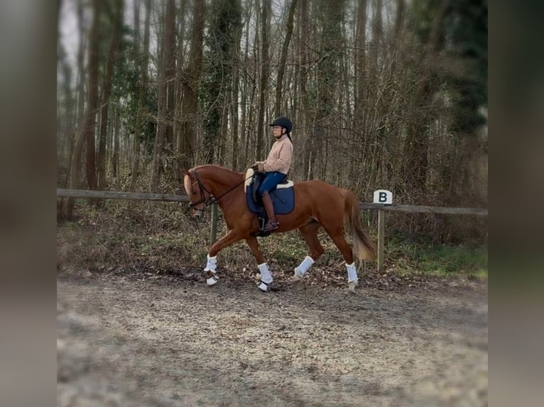 Pony tedesco Giumenta 12 Anni 154 cm Sauro in Köln