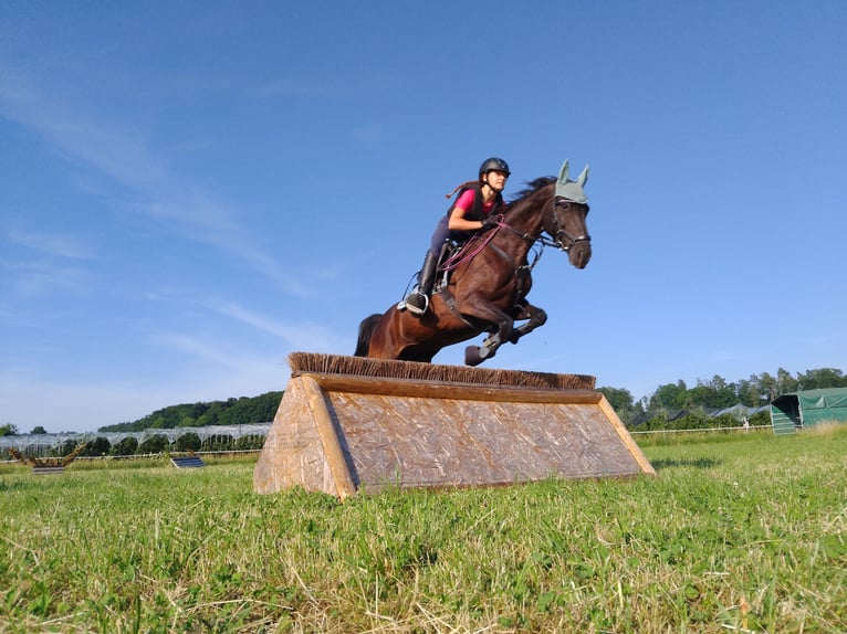 Pony tedesco Giumenta 12 Anni 155 cm Baio nero in Deggenhausertal