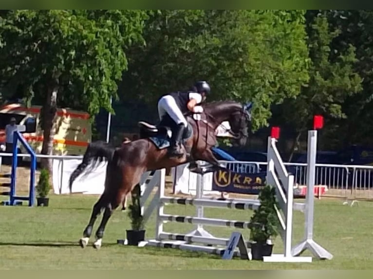 Pony tedesco Giumenta 12 Anni 155 cm Baio nero in Deggenhausertal