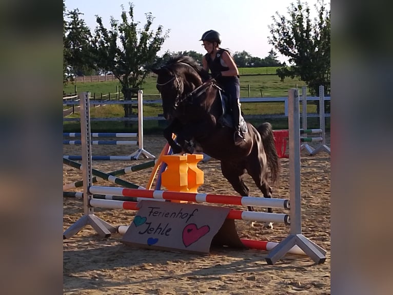 Pony tedesco Giumenta 12 Anni 155 cm Baio nero in Deggenhausertal