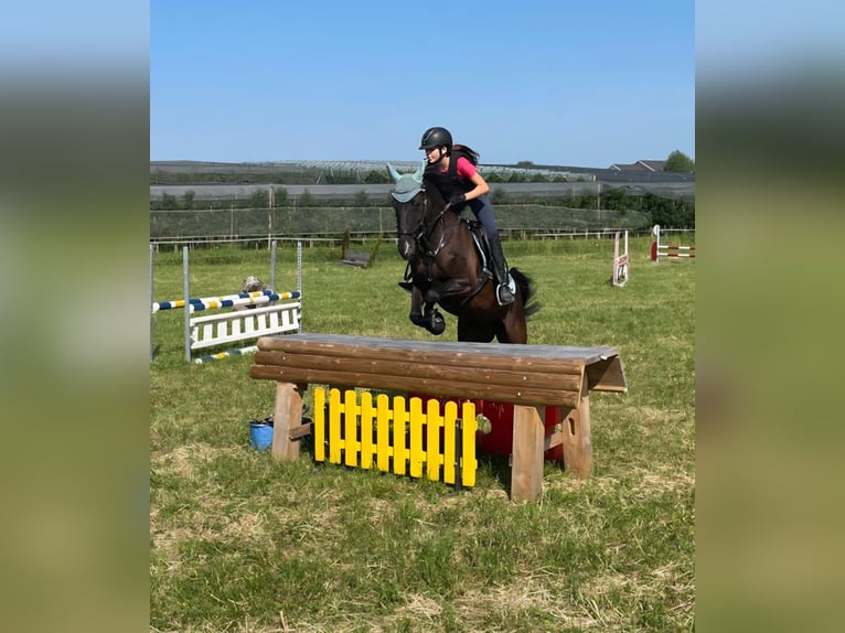 Pony tedesco Giumenta 12 Anni 155 cm Baio nero in Deggenhausertal