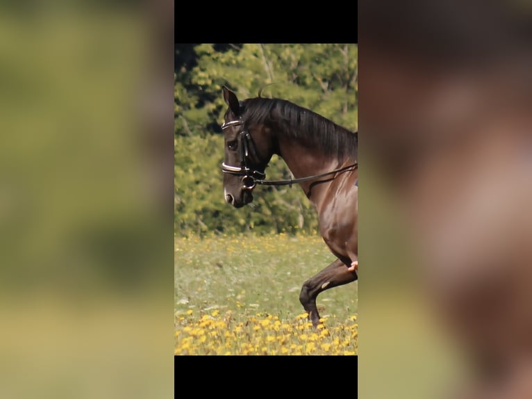 Pony tedesco Giumenta 12 Anni 155 cm Baio nero in Deggenhausertal