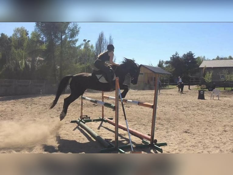 Pony tedesco Giumenta 13 Anni 140 cm Morello in Bukowiec