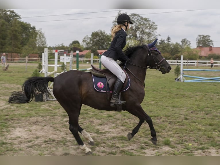 Pony tedesco Giumenta 13 Anni 140 cm Morello in Bukowiec