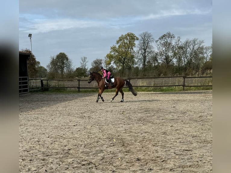 Pony tedesco Giumenta 13 Anni 143 cm Baio in OvelgönneOvelgönne