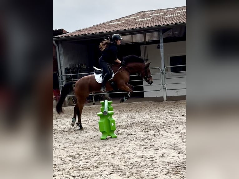 Pony tedesco Giumenta 13 Anni 143 cm Baio in OvelgönneOvelgönne