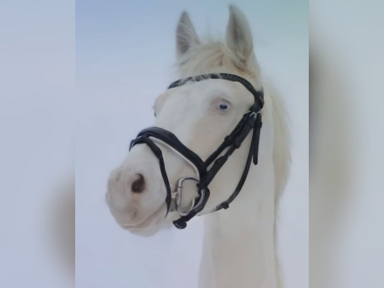 Pony tedesco Giumenta 13 Anni 143 cm Cremello in Halbemond