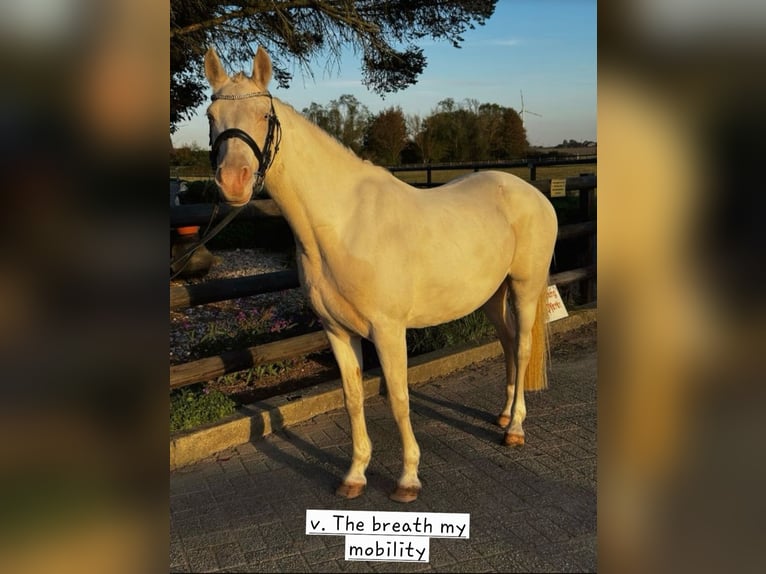 Pony tedesco Giumenta 13 Anni 143 cm Cremello in Halbemond