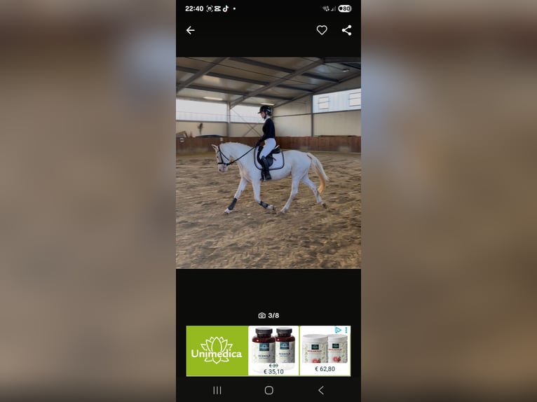 Pony tedesco Giumenta 13 Anni 143 cm Cremello in Halbemond
