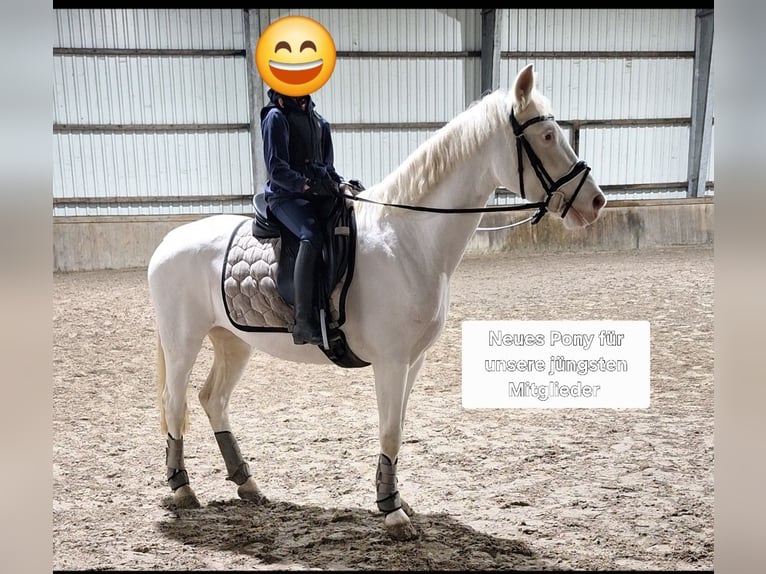 Pony tedesco Giumenta 13 Anni 143 cm Cremello in Halbemond