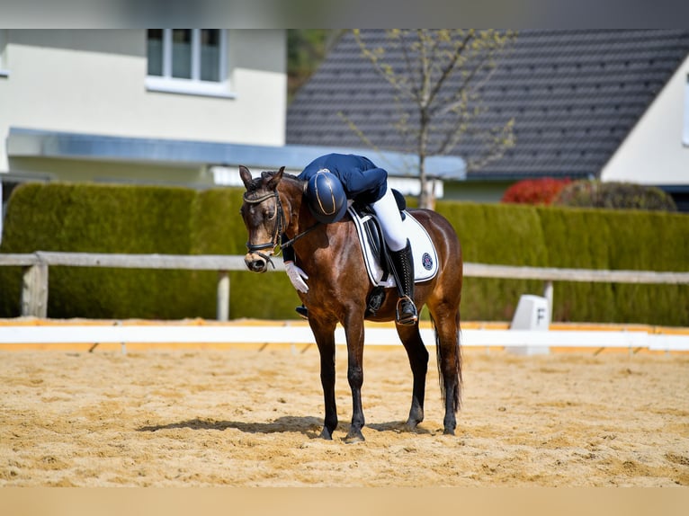 Pony tedesco Giumenta 13 Anni 144 cm Falbo in Feldkirch