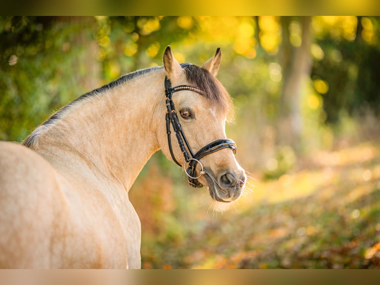 Pony tedesco Giumenta 13 Anni 144 cm Pelle di daino in Schortens Schoost Pony tedesco Giumenta 13 Anni 144 cm Pelle di daino in Schortens Schoost