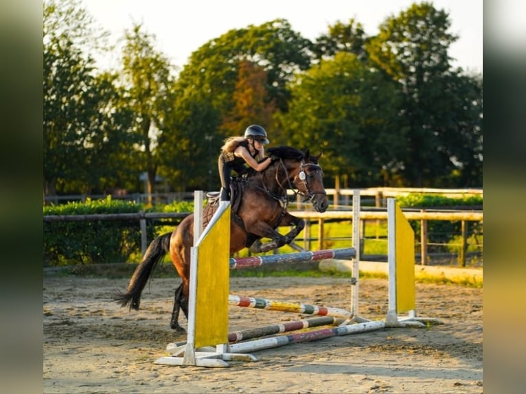Pony tedesco Mix Giumenta 13 Anni 145 cm Baio in Hamminkeln