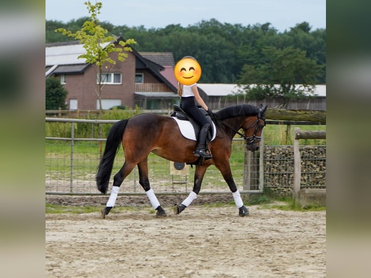 Pony tedesco Mix Giumenta 13 Anni 145 cm Baio in Hamminkeln