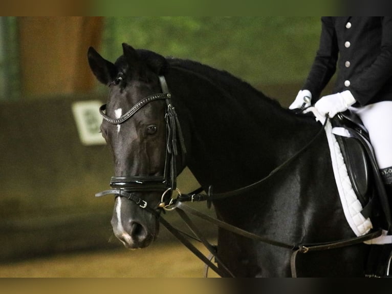 Pony tedesco Giumenta 13 Anni 145 cm Baio nero in Wuppertal