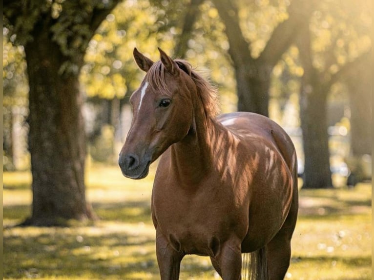 Pony tedesco Giumenta 13 Anni 145 cm Sauro scuro in Tangstedt