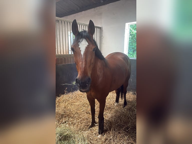 Pony tedesco Giumenta 13 Anni 146 cm Baio in Castrop-Rauxel