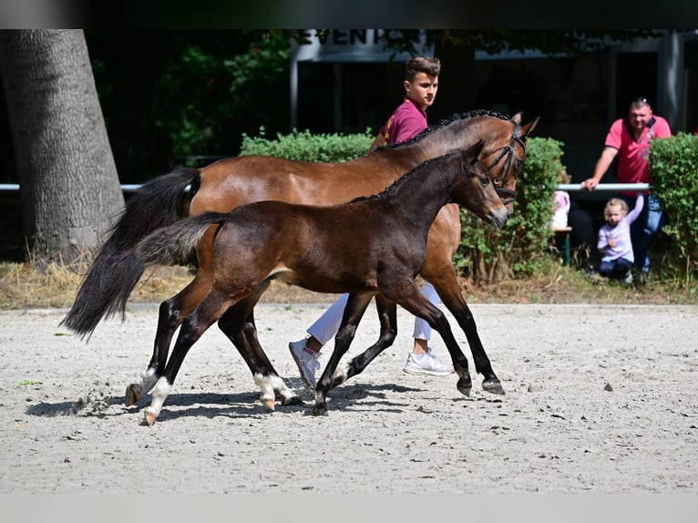 Pony tedesco Giumenta 13 Anni 146 cm Baio in Rehfelde
