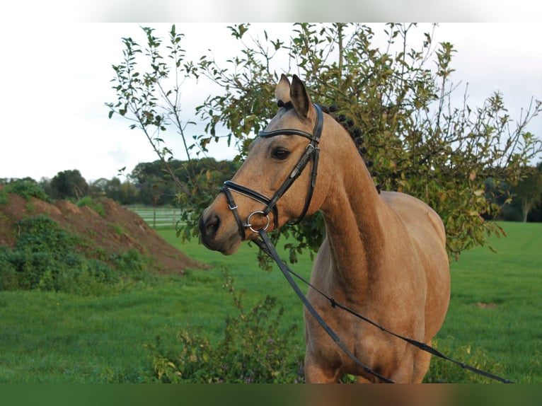 Pony tedesco Giumenta 13 Anni 146 cm Pelle di daino in Isselburg