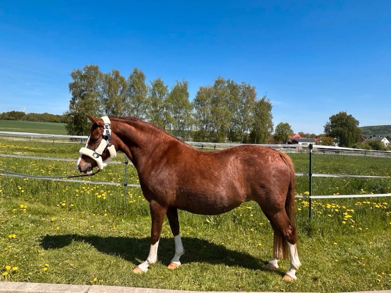 Pony tedesco Giumenta 13 Anni 146 cm Sauro in Hardegsen