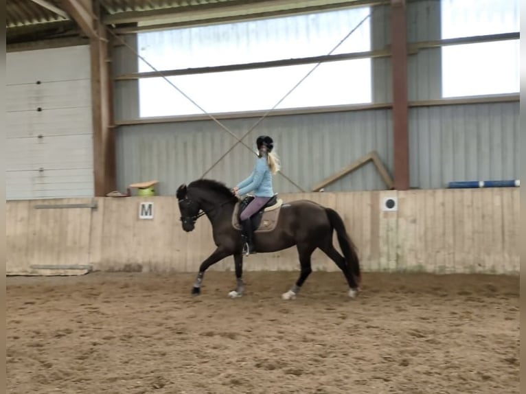 Pony tedesco Giumenta 13 Anni 146 cm Sauro scuro in Dänischenhagen