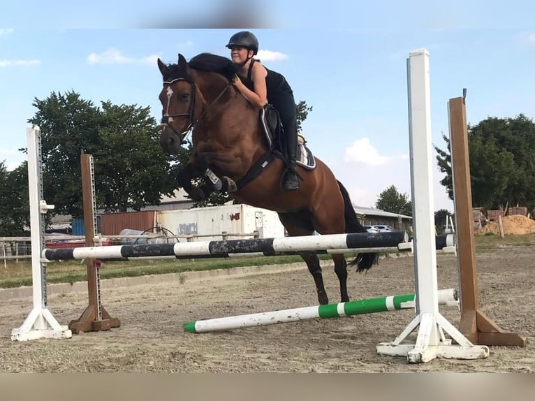 Pony tedesco Mix Giumenta 13 Anni 147 cm Baio in Dingen