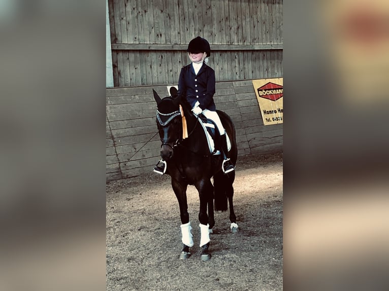 Pony tedesco Giumenta 13 Anni 147 cm Baio scuro in Schenefeld