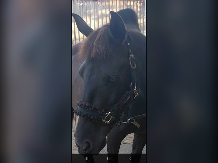 Pony tedesco Giumenta 13 Anni 147 cm in Born am Darß