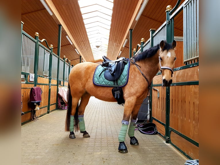 Pony tedesco Giumenta 13 Anni 147 cm Falbo in Much