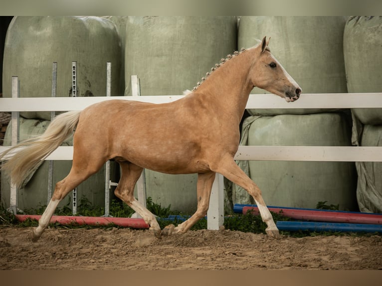 Pony tedesco Giumenta 13 Anni 147 cm Palomino in Kessenich