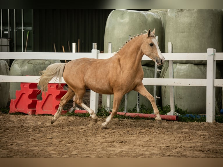Pony tedesco Giumenta 13 Anni 147 cm Palomino in Kessenich