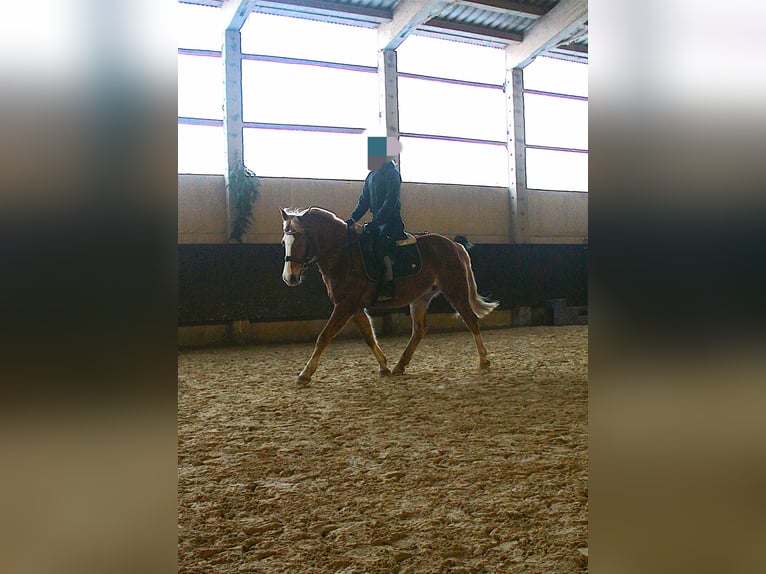 Pony tedesco Mix Giumenta 13 Anni 147 cm Sauro in Bad Langensalza
