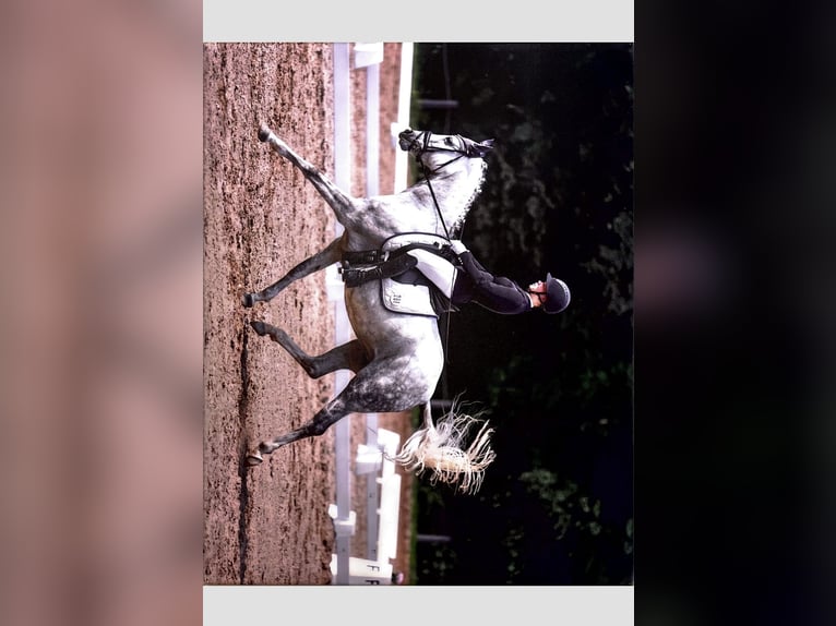 Pony tedesco Giumenta 13 Anni 148 cm Grigio in Klingenberg