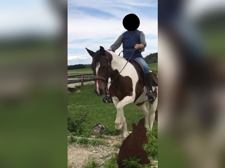 Pony tedesco Giumenta 13 Anni 148 cm Pezzato in Eberhardzell