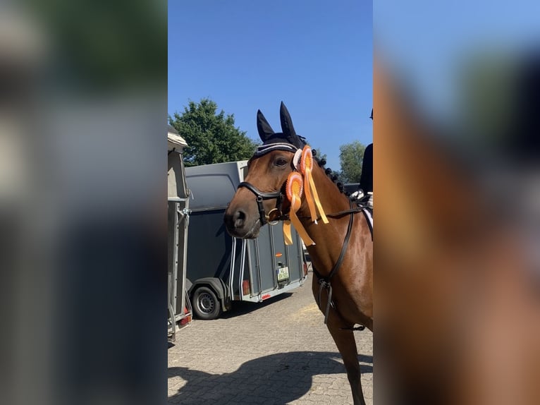 Pony tedesco Giumenta 13 Anni 154 cm Baio in Vahrendorf