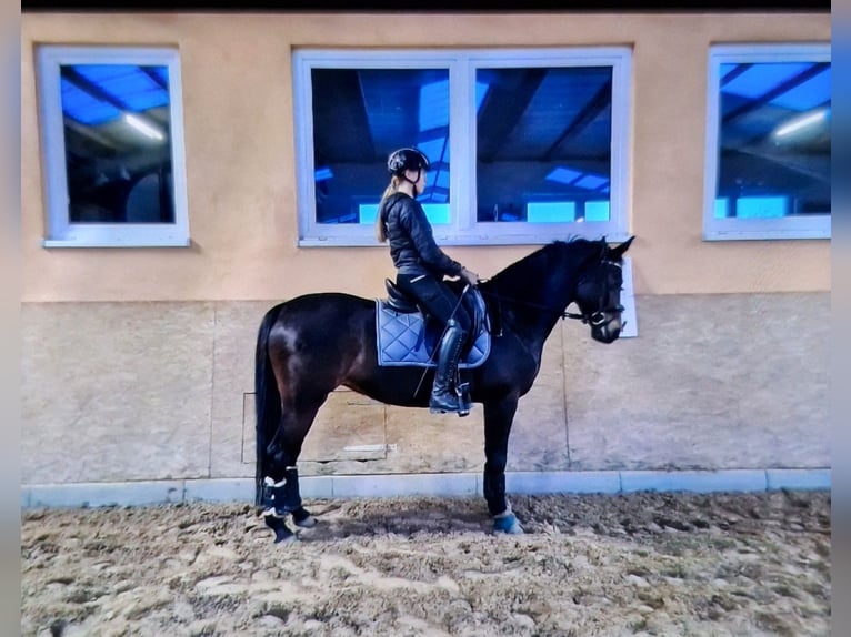 Pony tedesco Giumenta 13 Anni 154 cm Baio scuro in Osternienburger Land