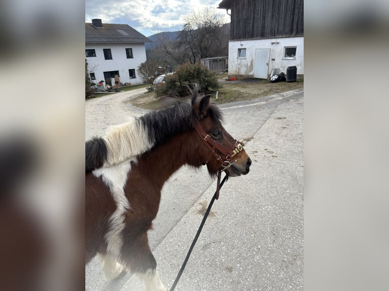 Pony tedesco Mix Giumenta 14 Anni 125 cm Pezzato in Fischbach