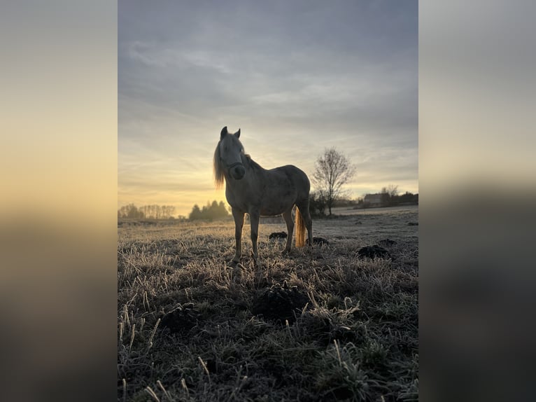 Pony tedesco Mix Giumenta 14 Anni 133 cm Grigio rossastro in Frose