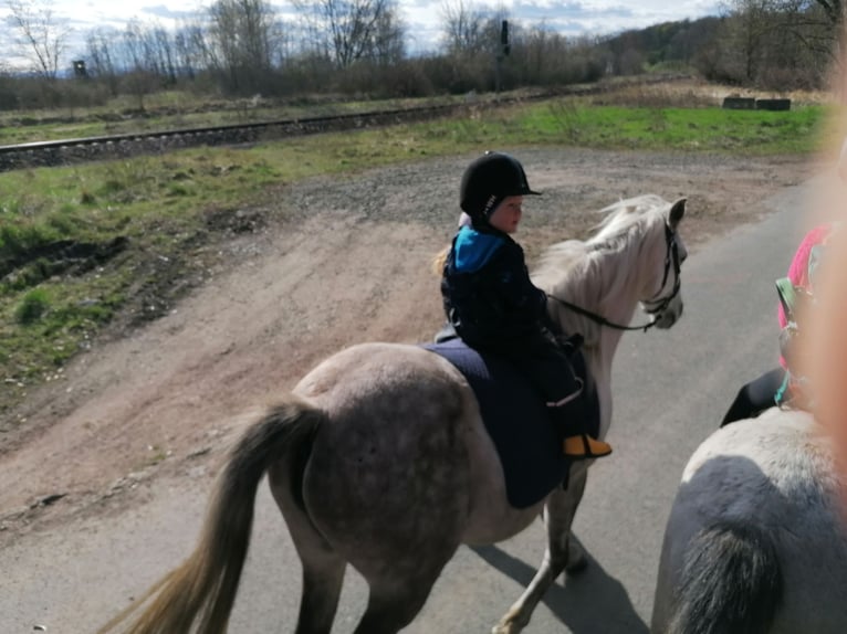 Pony tedesco Mix Giumenta 14 Anni 133 cm Grigio rossastro in Frose