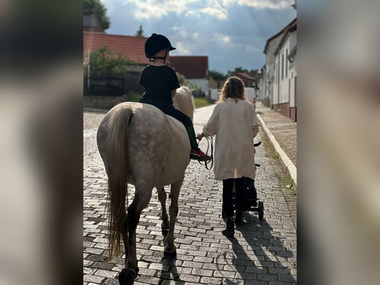 Pony tedesco Mix Giumenta 14 Anni 133 cm Grigio rossastro in Frose