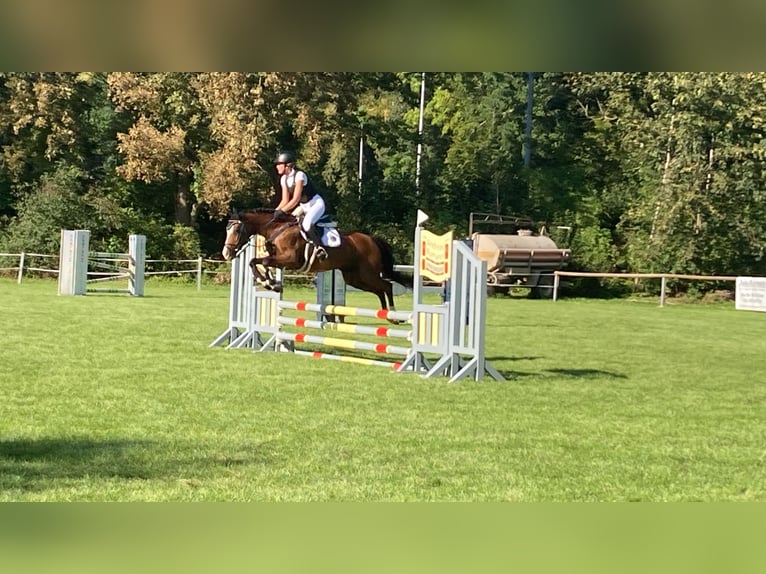 Pony tedesco Giumenta 14 Anni 142 cm Baio in Dassel