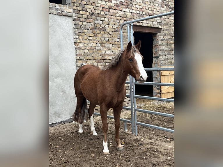 Pony tedesco Giumenta 14 Anni 142 cm Sauro in Schkeuditz