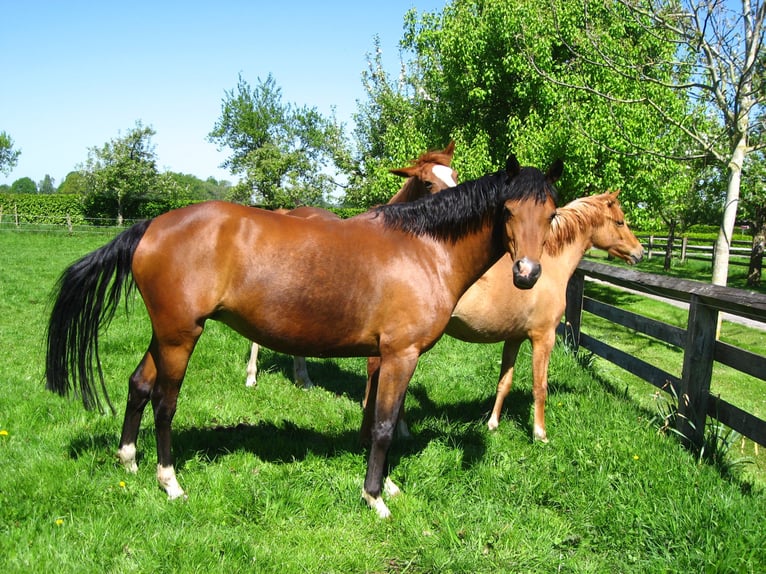 Pony tedesco Giumenta 14 Anni 143 cm Baio in Badbergen