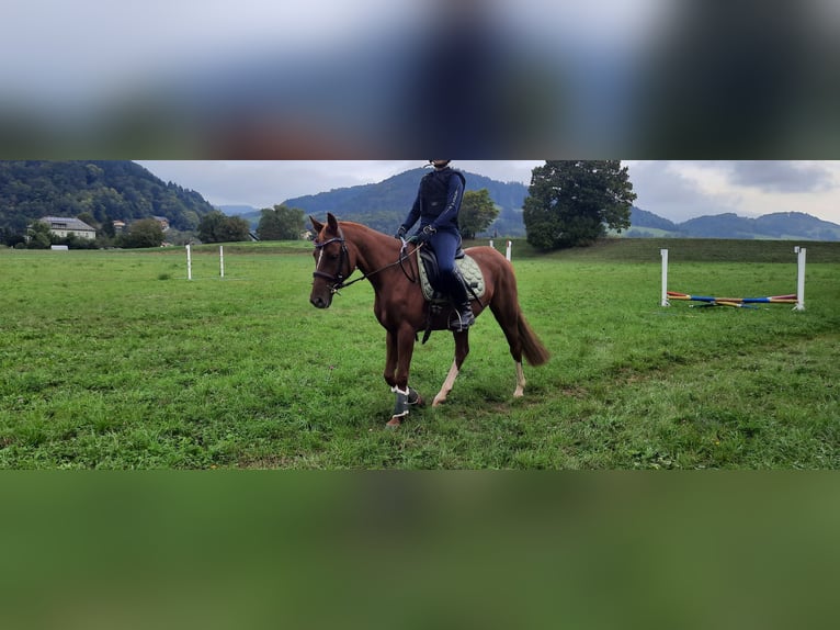 Pony tedesco Giumenta 14 Anni 143 cm Sauro in St. Veit an der Gölsen