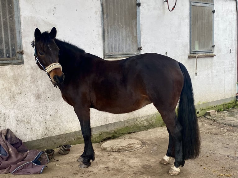 Pony tedesco Giumenta 14 Anni 144 cm Baio in Kronshagen