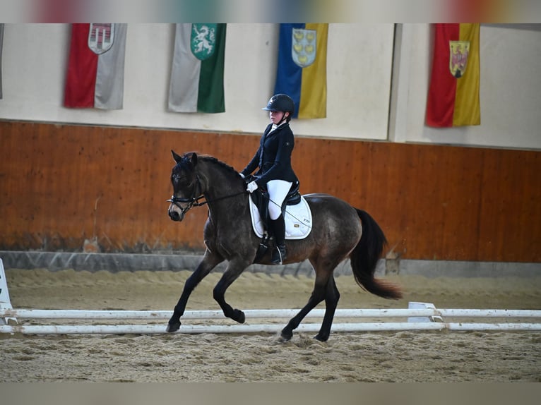 Pony tedesco Giumenta 14 Anni 145 cm Falbo in Pottendorf