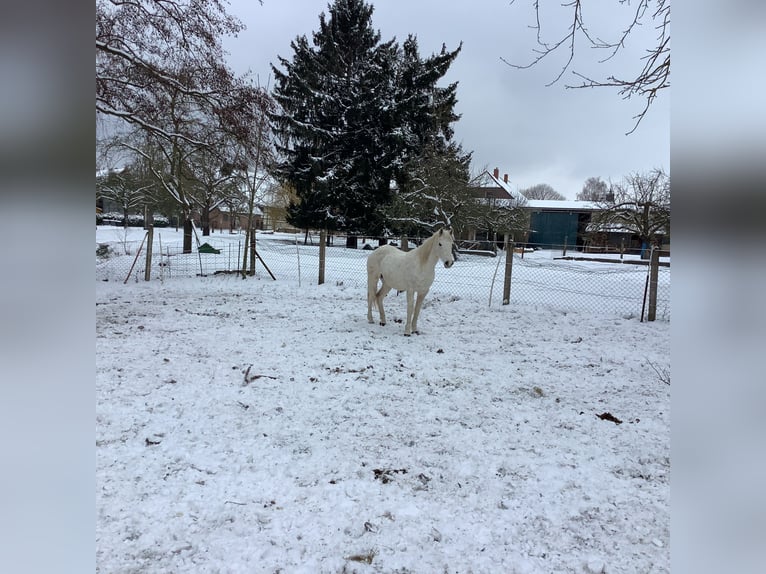 Pony tedesco Giumenta 14 Anni 145 cm Grigio in Schellerten