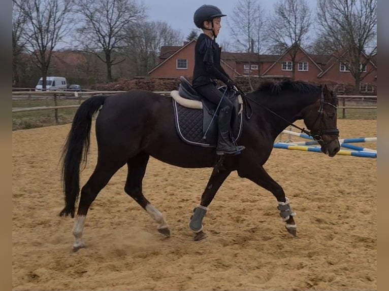 Pony tedesco Giumenta 14 Anni 145 cm Sauro scuro in Selsingen