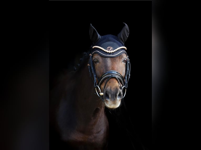 Pony tedesco Giumenta 14 Anni 145 cm Sauro scuro in Selsingen
